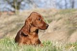 SETTER IRLANDAIS 299